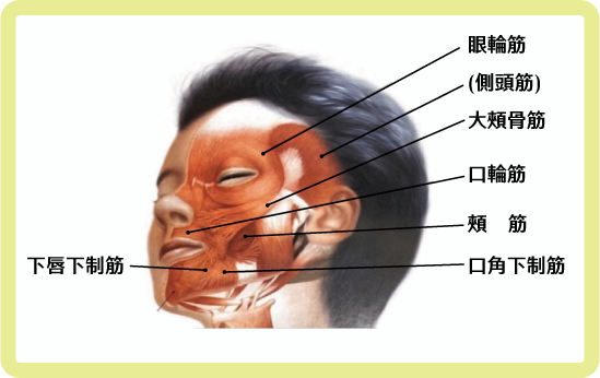 臉的肌肉